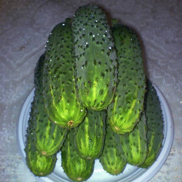 Cucumber seeds «Mother-in-law» F1