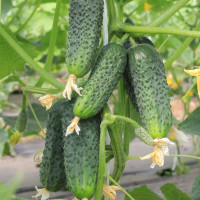 Cucumber seeds «Mother-in-law» F1