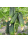 Cucumber seeds «Mother-in-law» F1