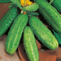Cucumber seeds «Gift»