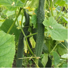 Cucumber seeds «Chinese cold hardy» F1