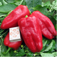 Sweet pepper seeds «Atlant»