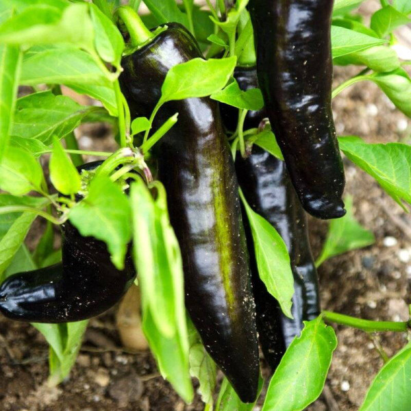 Sweet pepper seeds «Marconi Purple»