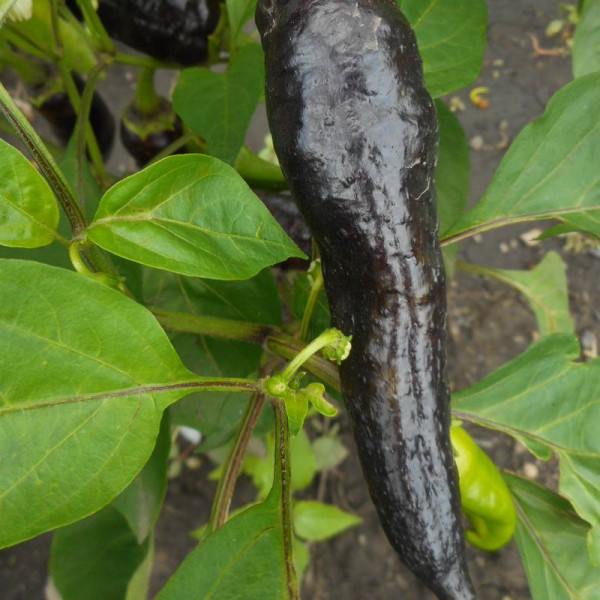 Sweet pepper seeds «Marconi Purple»