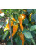 Sweet pepper seeds «Ramiro yellow»