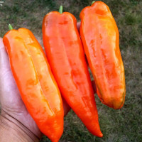 Sweet pepper seeds «Ramiro orange»