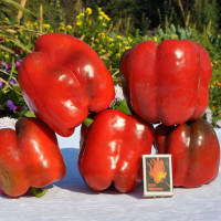 Sweet pepper seeds «King Arthur»