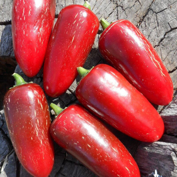 Hot pepper seeds «Jalapeno Tajin»