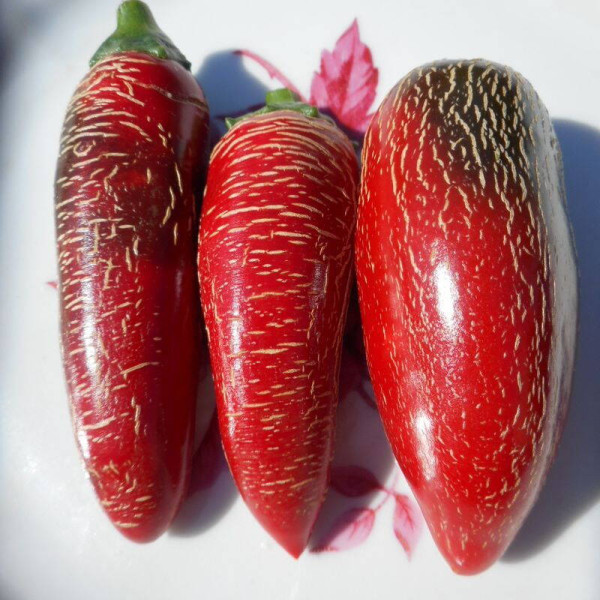 Hot pepper seeds «Jalapeno Tajin»