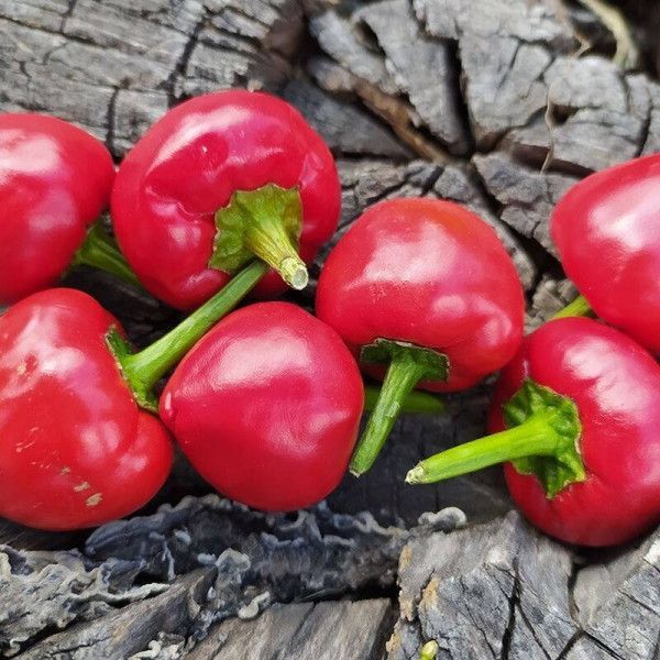 Hot pepper seeds «Deng Long Jiao»