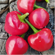 Hot pepper seeds «Deng Long Jiao»