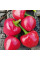 Hot pepper seeds «Deng Long Jiao»
