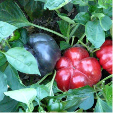 Sweet pepper seeds «Socrates»