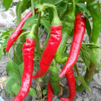 Sweet pepper seeds «Italian»