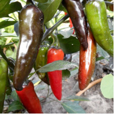 Hot pepper seeds «Hot Chocolate»