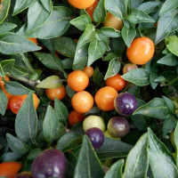 Hot pepper seeds «Hot Pops»