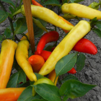 Hot pepper seeds «Golden Yellow Wax»