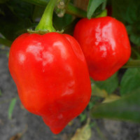 Sweet pepper seeds «Habanero Red Savina»
