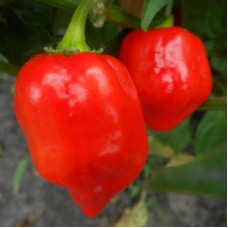 Sweet pepper seeds «Habanero Red Savina»