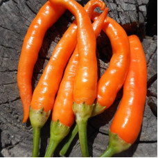 Hot pepper seeds «Portokolova Fifronka»