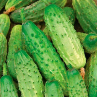 Cucumber seeds «Fontanelle» F1