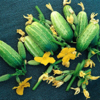 Cucumber seeds «Faithful friends» F1