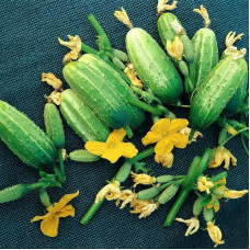 Cucumber seeds «Faithful friends» F1