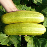 Cucumber seeds «Juan Dyckfleich»