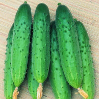 Cucumber seeds «Cruise» F1