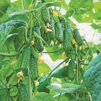 Cucumber seeds «Эколь» F1