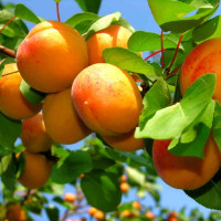 Apricot seeds «July»
