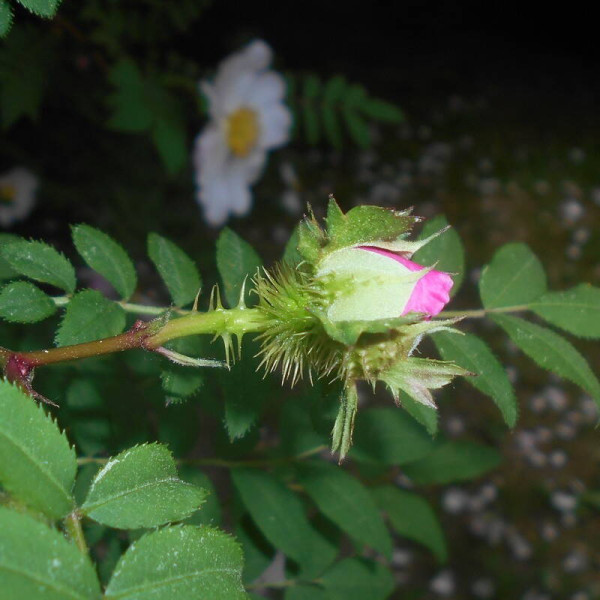Семена шиповника Роксбурга / Rosa roxburghii