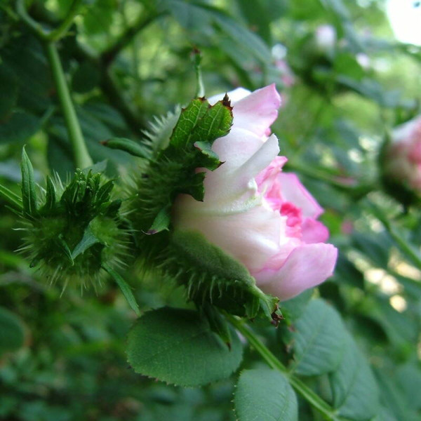 Семена шиповника Роксбурга / Rosa roxburghii
