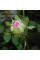 Семена шиповника Роксбурга / Rosa roxburghii