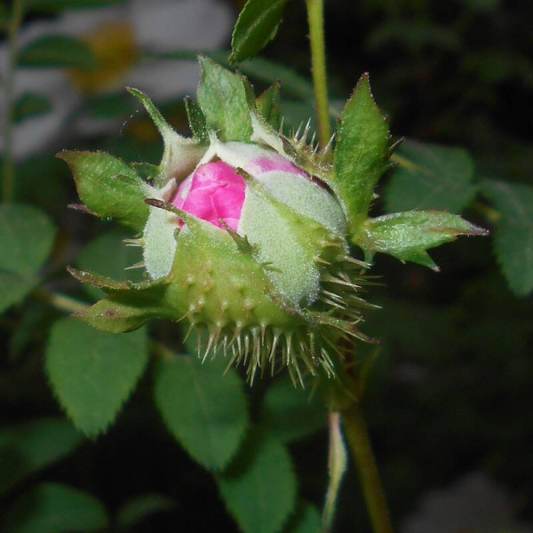 Семена шиповника Роксбурга / Rosa roxburghii