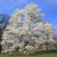 Magnolia kobus seeds