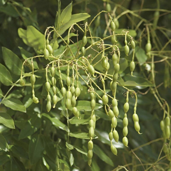 Japanese pagoda tree (sophora japonica) seeds