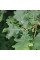Семена дуба обыкновенного
