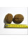 Семена грецкого ореха «Идеал»