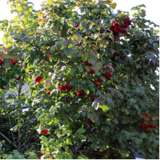 Guelder rose seeds «Roseum»