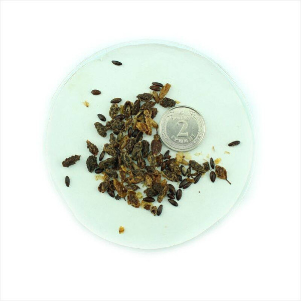 Sea buckthorn seeds