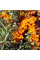 Sea buckthorn seeds