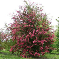 Midland hawthorn seeds