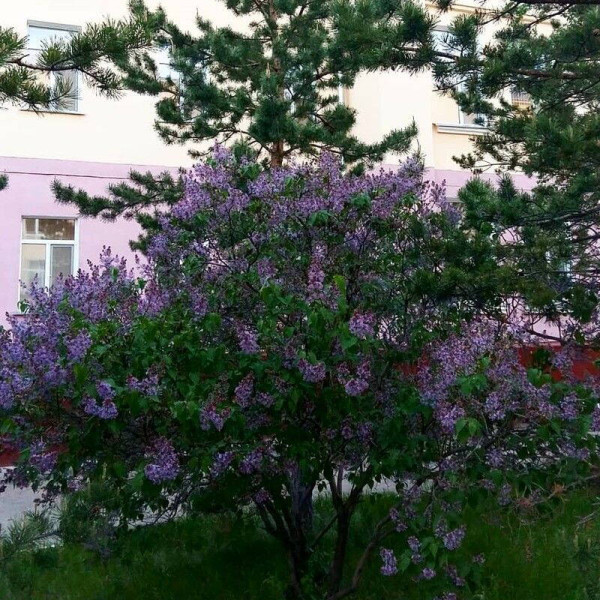 Насіння бузку звичайного