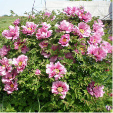 Paeonia suffruticosa (tree peony) mix