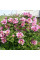 Paeonia suffruticosa (tree peony) mix