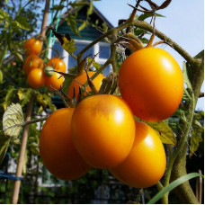 Tomato seeds «De-barao yellow»