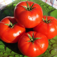 Tomato seeds «Prelude»