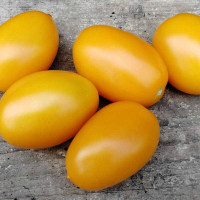 Tomato seeds «Gourmet yellow»