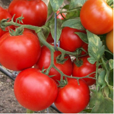 Tomato seeds «Santa Mariya»
